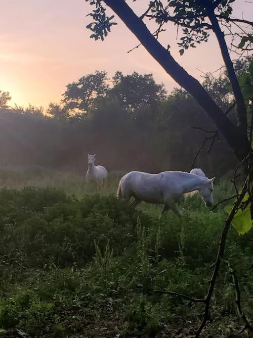 Gite Mas Provencal Tarascon Kültér fotó